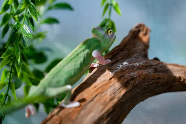 Camaleón Con Fondo Borroso Predato — Foto de Stock