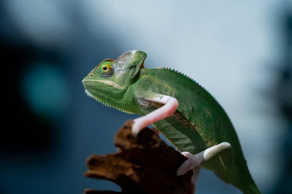 Kameleon Rozmytym Tłem Drapieżnik — Zdjęcie stockowe