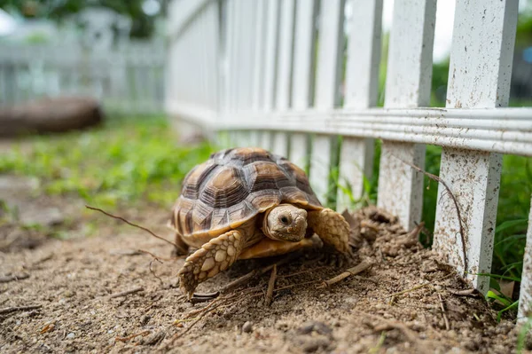 Sucata Tortoise Groun — Fotografia de Stock