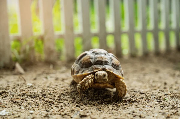 Merikilpikonna Grounissa — kuvapankkivalokuva