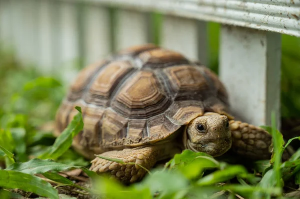 Sucata Tortoise Groun — Fotografia de Stock