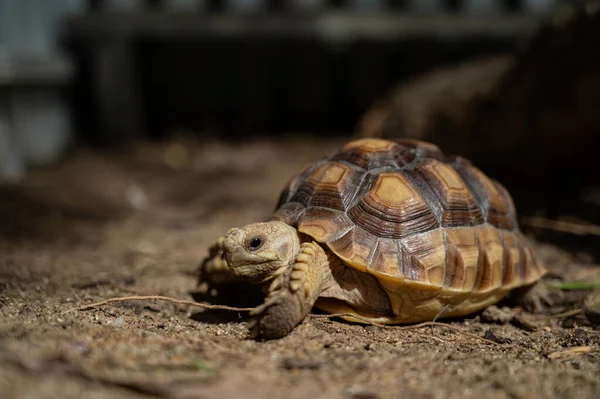 Sucata Tortoise Groun — ストック写真