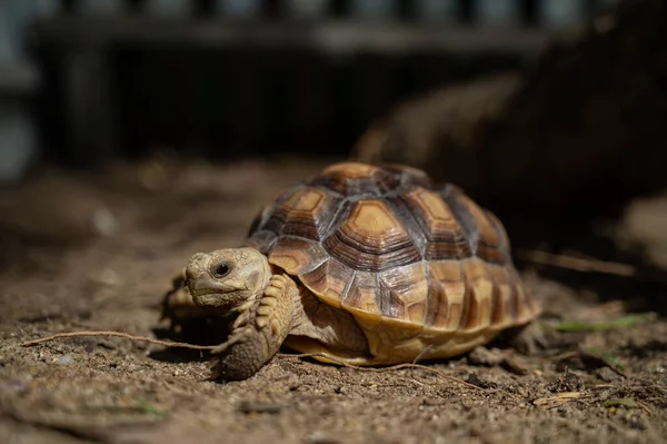 Sucata kaplumbağası.