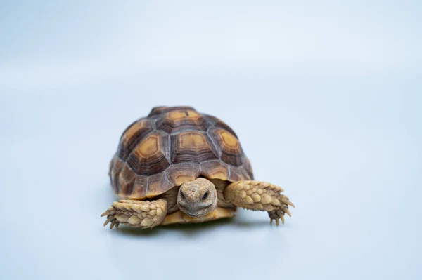 Sucata Tortoise White Backgroun — Stok fotoğraf