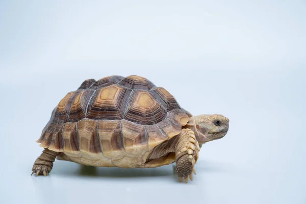 Sucata Tortoise White Backgroun — Stok fotoğraf