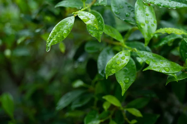 Terkedilmiş su, yeşil yaprak doğa
