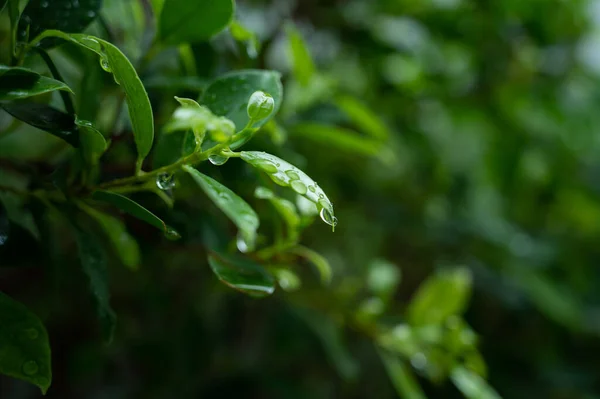 Acqua Sfondo Congedo Natura Foglia Verde — Foto Stock