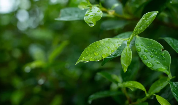 Water Leave Background Green Leaf Nature Droplet Rainning — Stock Fotó
