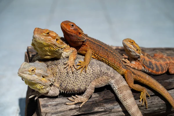 Sakallı ejderha bulanık sırtlı