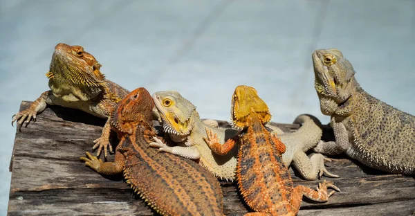 Bearded Dragon Ground Blur Backgroun — Stock Photo, Image