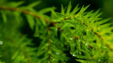 Terkedilmiş su, yeşil yaprak doğa