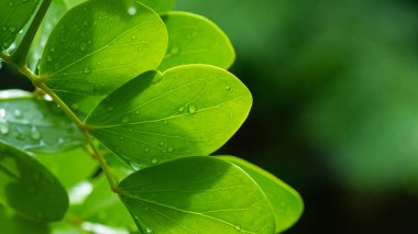 Terkedilmiş su, yeşil yaprak doğa