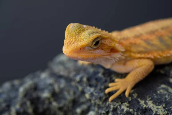 Bearded Dragon Ground Blur Backgroun — Stock Photo, Image