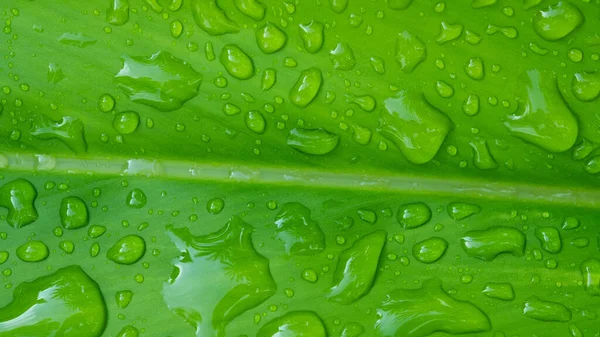 Voda Dovolená Pozadí Zelené Listy Příroda — Stock fotografie