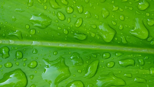 Terkedilmiş su, yeşil yaprak doğa