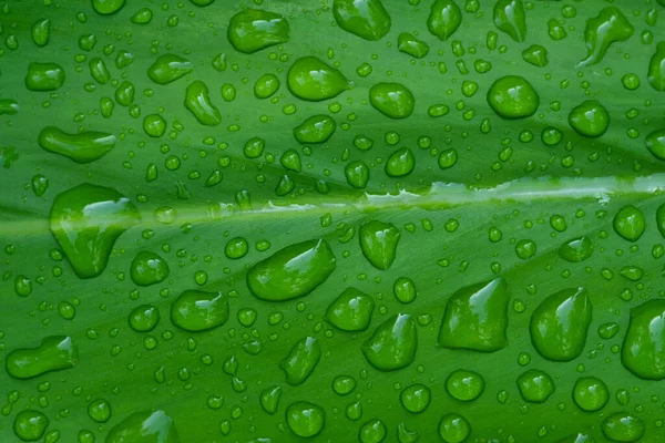 Víz Szabadság Háttér Zöld Levél Természet — Stock Fotó