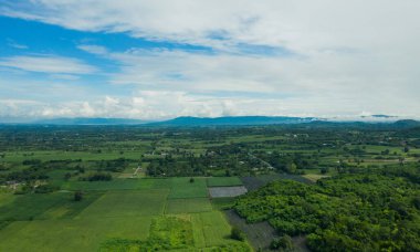 Üst Manzara Orman arka planı, büyük tre