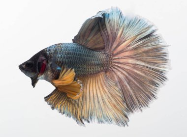 Yarım ay betta balığı, siyam savaşçısı balık, betta ihtişamı