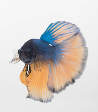 Yarım ay betta balığı, siyam savaşçısı balık, betta ihtişamı