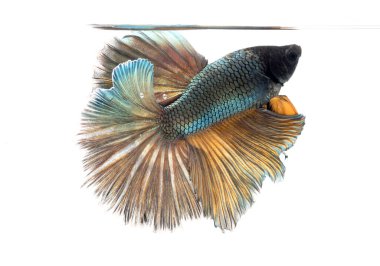 Yarım ay betta balığı, siyam savaşçısı balık, betta ihtişamı