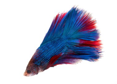 Yarım ay betta balığı, siyam savaşçısı balık, betta ihtişamı