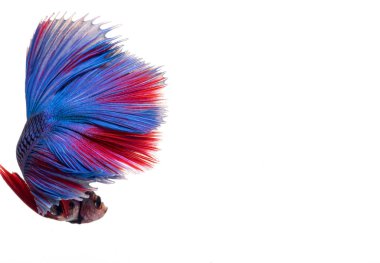 Yarım ay betta balığı, siyam savaşçısı balık, betta ihtişamı