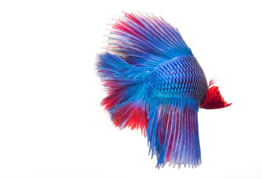 Yarım ay betta balığı, siyam savaşçısı balık, betta ihtişamı