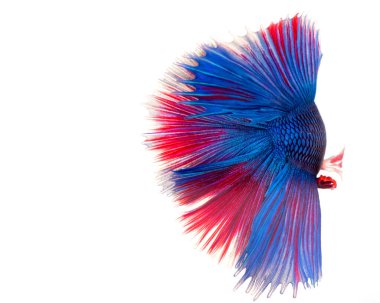Yarım ay betta balığı, siyam savaşçısı balık, betta ihtişamı