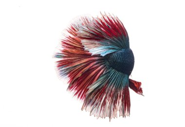 Yarım ay betta balığı, siyam savaşçısı balık, betta ihtişamı