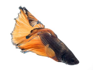 Yarım ay betta balığı, siyam savaşçısı balık, betta ihtişamı