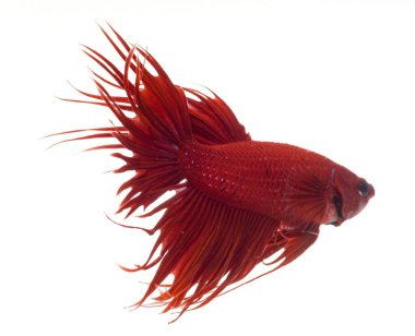 Yarım ay betta balığı, siyam savaşçısı balık, betta ihtişamı