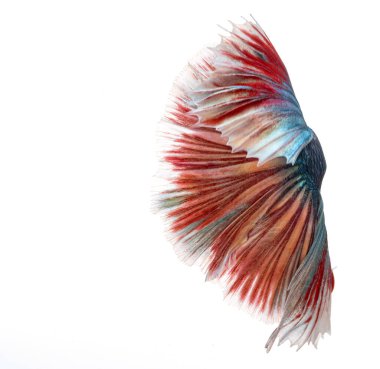 Yarım ay betta balığı, siyam savaşçısı balık, betta ihtişamı