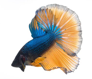 Yarım ay betta balığı, siyam savaşçısı balık, betta ihtişamı