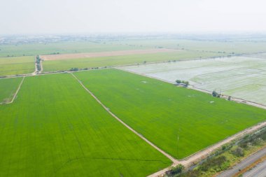 Pirinç tarlasının uçan insansız hava aracı yeşil desenli doğa arka planı, pirinç tarlası.