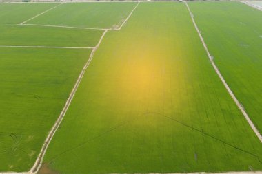 Pirinç tarlasının uçan insansız hava aracı yeşil desenli doğa arka planı, pirinç tarlası.