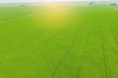 Pirinç tarlasının uçan insansız hava aracı yeşil desenli doğa arka planı, pirinç tarlası.