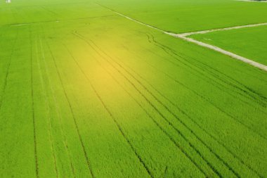 Pirinç tarlasının uçan insansız hava aracı yeşil desenli doğa arka planı, pirinç tarlası.