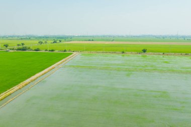 Yeşil manzaralı pirinç tarlasının uçan insansız hava aracı görüntüsü.