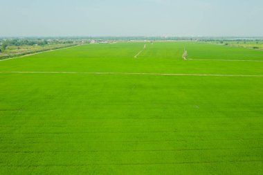Pirinç tarlasının uçan insansız hava aracı yeşil desenli doğa arka planı, pirinç tarlası.