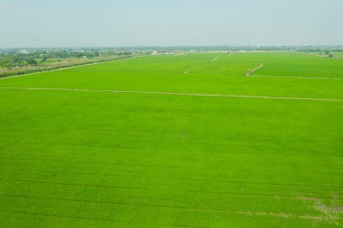 Yeşil manzaralı pirinç tarlasının uçan insansız hava aracı görüntüsü.