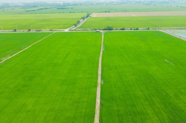 Yeşil manzaralı pirinç tarlasının uçan insansız hava aracı görüntüsü.