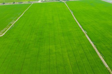 Yeşil manzaralı pirinç tarlasının uçan insansız hava aracı görüntüsü.