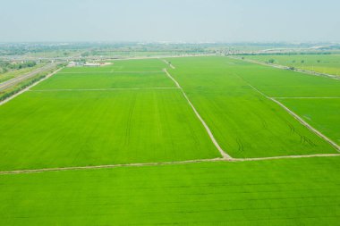 Pirinç tarlasının uçan insansız hava aracı yeşil desenli doğa arka planı, pirinç tarlası.
