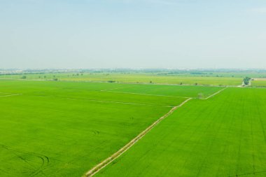 Yeşil manzaralı pirinç tarlasının uçan insansız hava aracı görüntüsü.