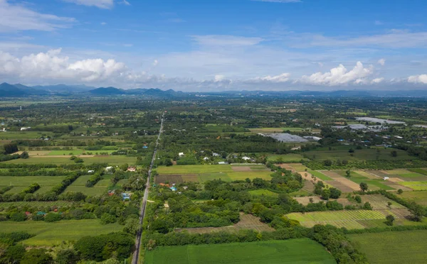 Üst Manzara Orman arka planı, büyük tre