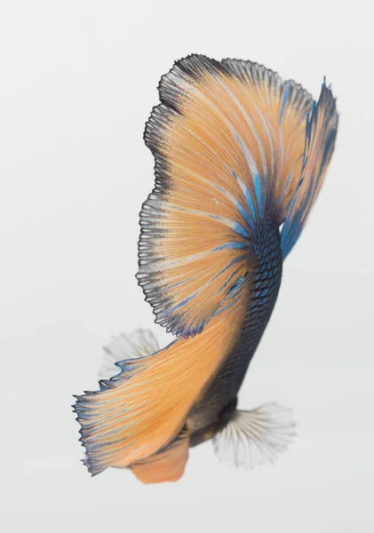 Полулунная Рыба Сиамская Боевая Рыба Пчелы — стоковое фото