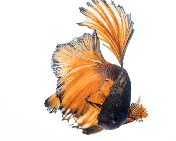 Halvmåne Betta Fisk Siamesiska Kampfiskar Betta Splendens — Stockfoto