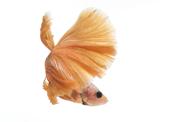 Półksiężyc Betta Fish Ryba Walcząca Syjamami Betta Splendens — Zdjęcie stockowe