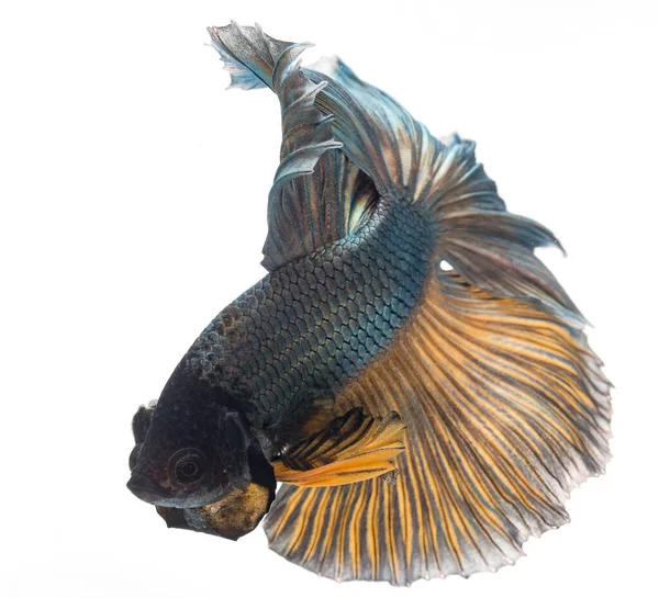 Yarım ay betta balığı, siyam savaşçısı balık, betta ihtişamı