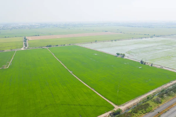 Luchtfoto Van Vliegende Drone Van Veld Rijst Met Landschap Groen — Stockfoto